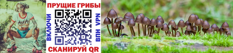 shop клад  Белая Калитва  Псилоцибиновые грибы Psilocybine cubensis  кракен зеркало 